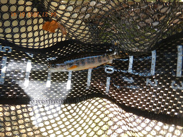 poe trip 04-26-2013 018.jpg -                                Another little brookie.